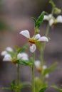 Chilean stinging nettle Loasa triphylla var. vulcanica pending flower Royalty Free Stock Photo